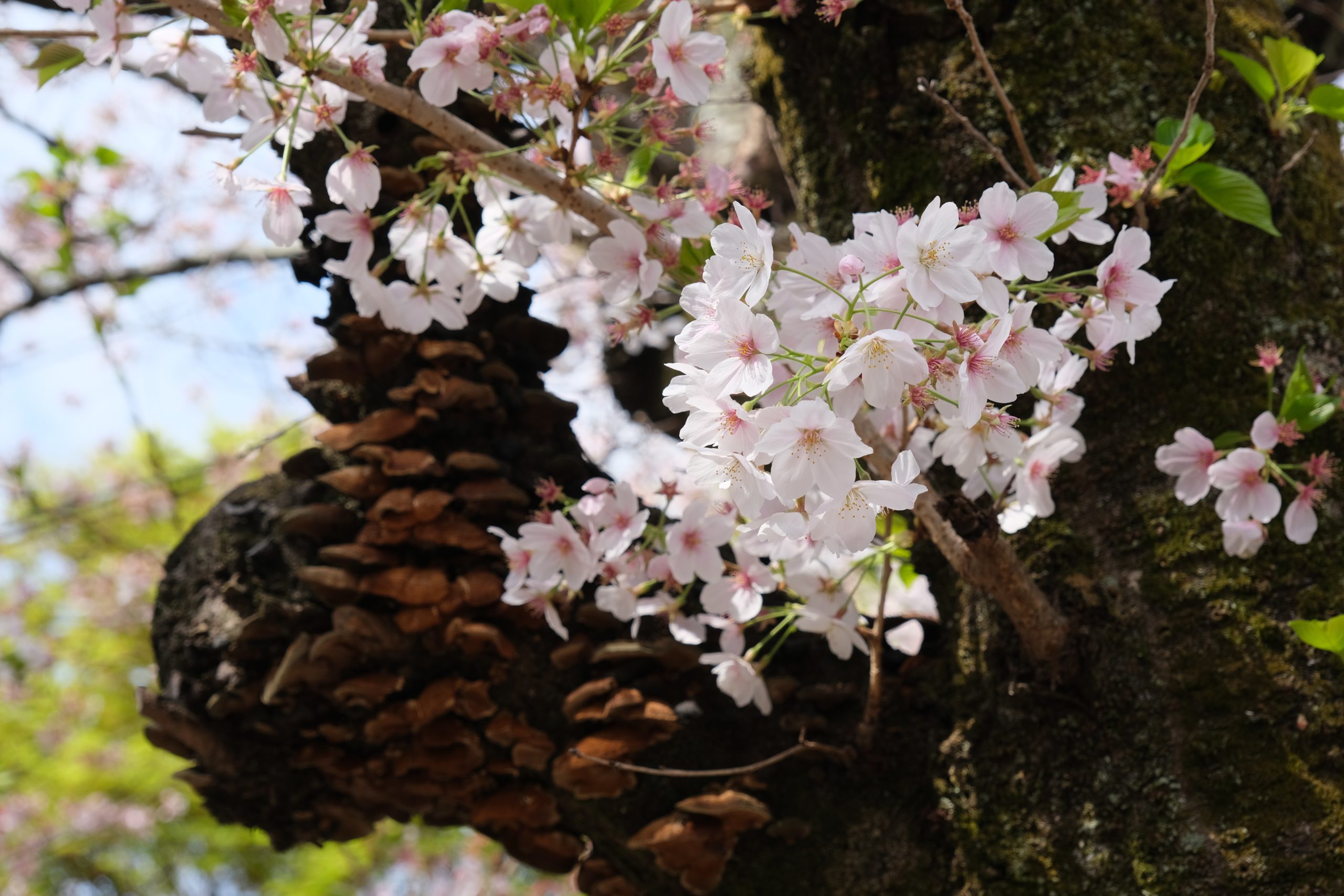 Ume-shu: The Delightful Japanese Plum Wine